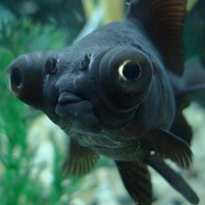 Moorfish. intellectual. loving pet. Cannot remember how old i am. #thelifeaquatic