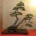 Raw Bonsai (@rawbonsai) Twitter profile photo Raw Bonsai (@rawbonsai) Twitter profile photo