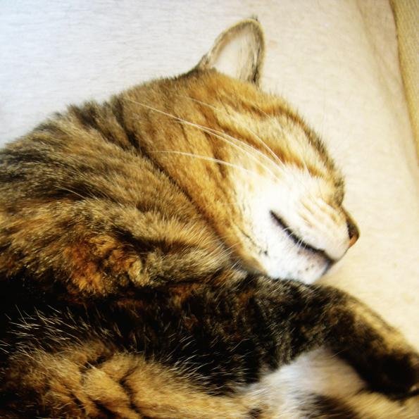 nonorereruru's profile picture. レレレレレ