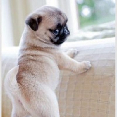 Pugs and Hugs