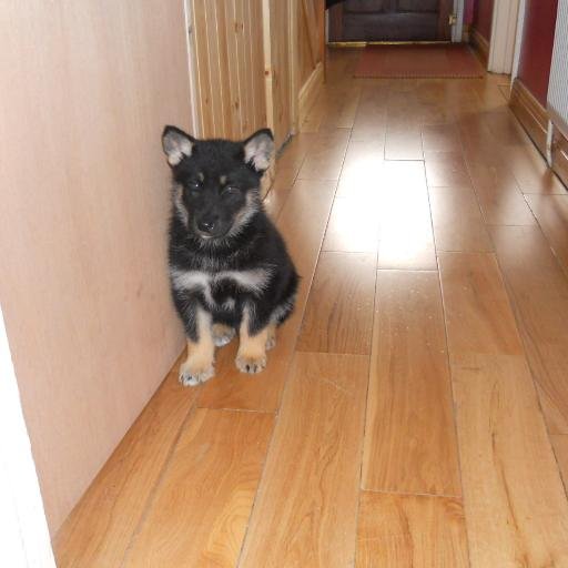 GavCox11's profile picture. I have a large dog