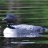 squamlakesnh's profile image