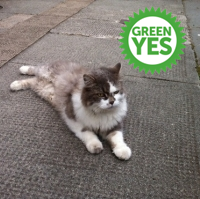 vaughanity's profile picture. Software Project Manager