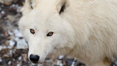 //Bluemist: male, mate:@kinkfoot owner:@XxanimaltamerxX//Whitefire :male , mate:@never_alive23 twin:@thornwolf14  // #ish on now#