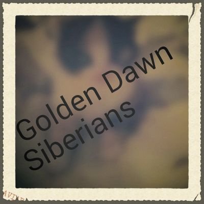 golden dawn siberians