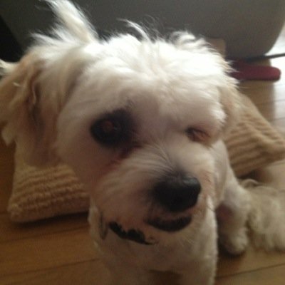 ガーデニングにハマる毎日です。土日にしか庭と遊べないです。バラをもっと知りたいよ。