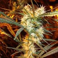 Marijuana is the best substance in the whole world for you and can cure many different illnesses and ones that it cant it can help you through them