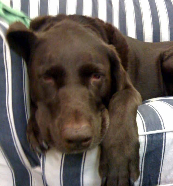 dog bone finder. bacon lover. sometimes I'm a puppy.