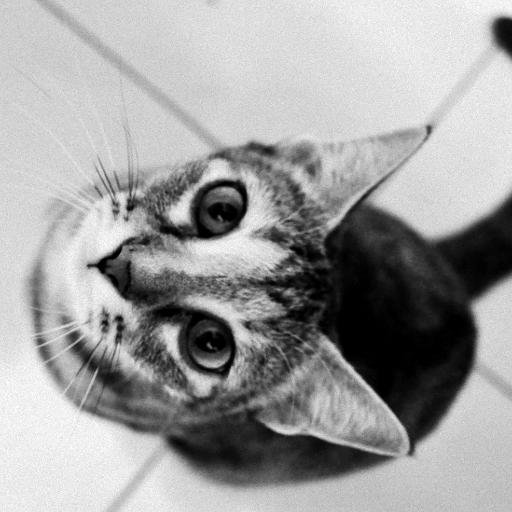 Iemoounited's profile picture. me.addicted to cats,cameras,cooking n cars.my greed towards knowledge is undescribable.