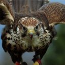 عناق الوادى - @SamiKhalaf45 - Twitter