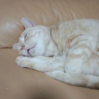 みち (@yokosukanomichi) Twitter profile photo