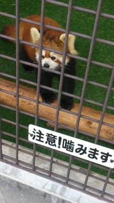 ロードバイク乗りたいなぁ～(*´ω｀*)