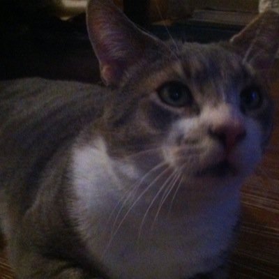Cutest motherfucker you've /EVER/ seen. Not only am I big and beautiful, I'm more photogenic than my owner! [Unofficial twitter for @SuitsAndShades's cat ]