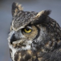DickensHall's profile picture. Love Outlander and beasties. Taking a break to focus on a few RL projects. A busy owl is a happy owl :) Send a DM if you need me for something.