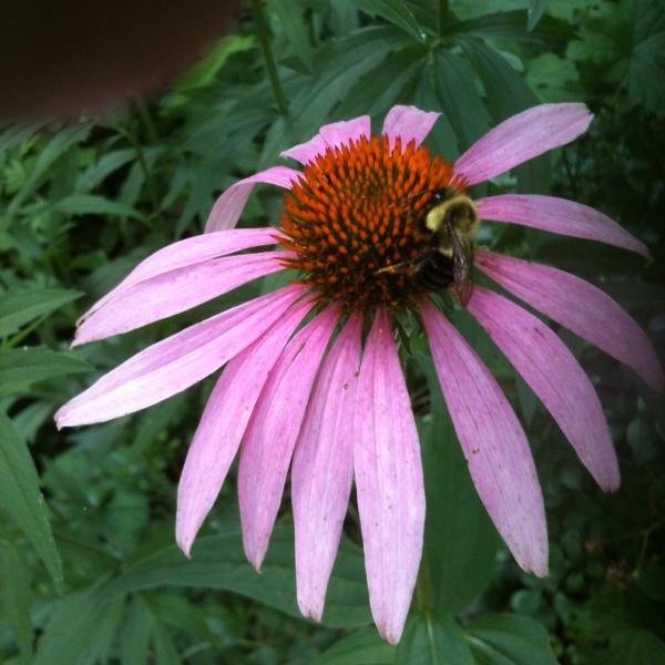 Look deep into nature and then you will understand everything better. --Albert Einstein