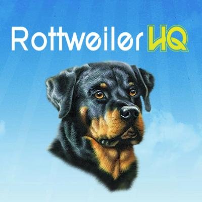 #RottweilerHQ is your first (and probably last) stop when it comes to quality Rott information. #DogTraining, #Puppies, #Breeders, Rescue - we have you covered!