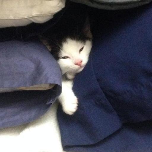 Saga_Orbit's profile picture. 