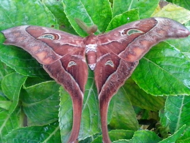 nussy198's profile picture. born to the kill