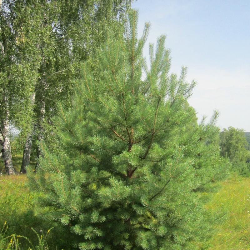 Продаем живые, пушистые, отборные сосны к Новому Году оптом в г. Пенза! Отличное качество! Любые объемы!