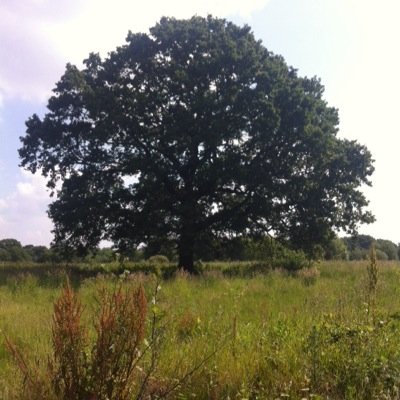 All kinds of tree and hedge work undertaken at competitive prices in Wanstead and beyond. Trained in forestry and arboriculture at Capel Manor College, Enfield