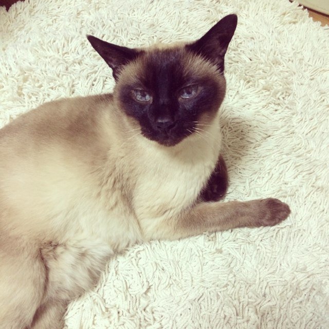 dorianpooka's profile picture. Ninjaru いつも にんじゃる。