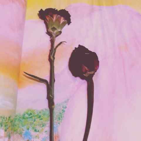 B_aroojty's profile picture. أشعر أنني وحيدة جداً بدون الله.