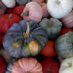 Profile Picture of Susannah Grove (@pineymeadowfarm) on Twitter