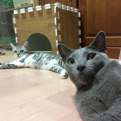 grengsu's profile picture. 