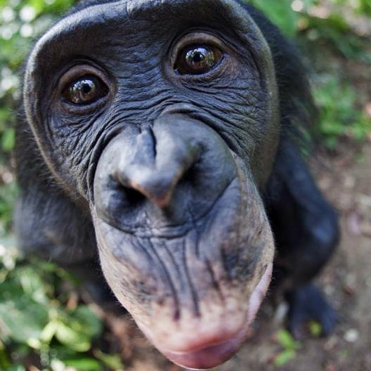 be_bonobo's profile picture. Naturalist. wildlife photographer, biology student. Don't worry, #bebonobomyfriend #GreenWarrior.