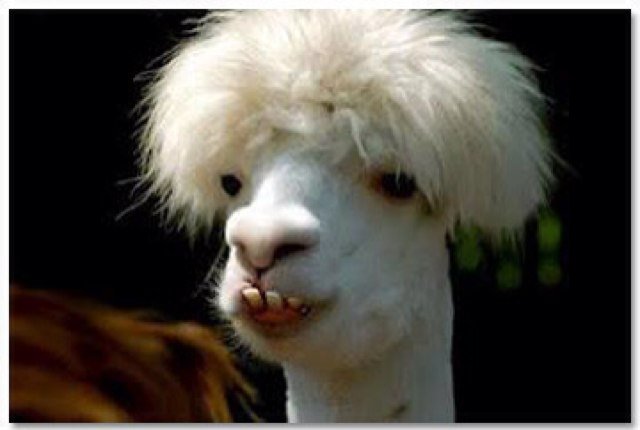 terrey93's profile picture. No Diggity.