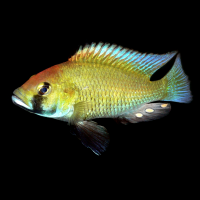 Cichlid Papers = @cichlid_papers@botsin.space (@cichlid_papers) 's Twitter Profile Photo Cichlid Papers = @cichlid_papers@botsin.space (@cichlid_papers) 's Twitter Profile Photo
