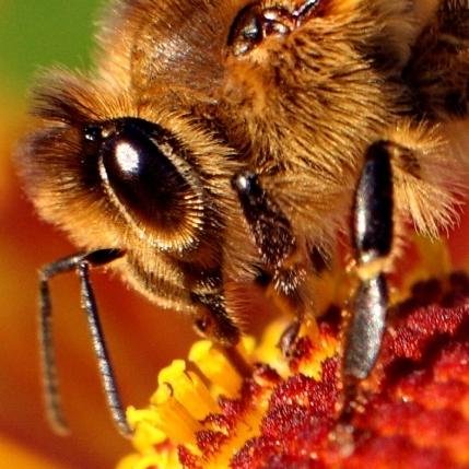 Hive of Beeauty