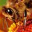 hiveofbeeauty's profile image