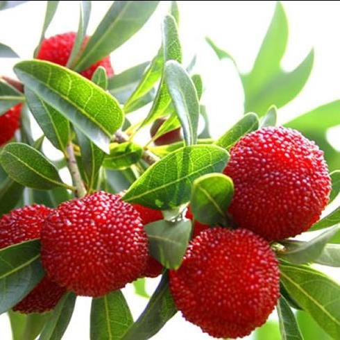 Read about Herbs, their benefits, side effects for various disease and dosage to aliments.