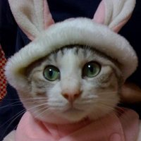 shuko (@panda21022) 's Twitter Profile