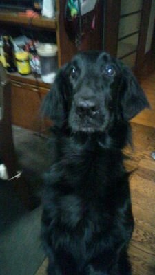 介護職員­­
自由気儘な犬&ネコ好­き♥
フラットコーテッドレトリバー飼ってます
ジブリが大好き(灬ºωº灬)