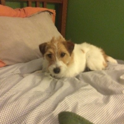 wolfriley75's profile picture. 