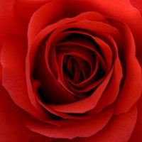 The Rosicrucians (@amorc) 's Twitter Profile