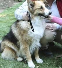 The DiLaurentis' dog. |RP|Adult|Male| Hi. I am protective of Alison.