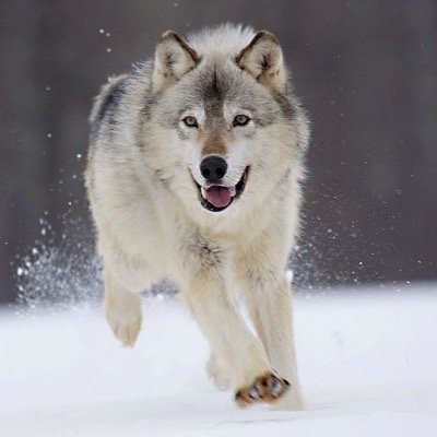 bayarsaihan121's profile picture. 