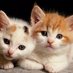 Kitty Vids Daily (@kittyvidsdaily) Twitter profile photo