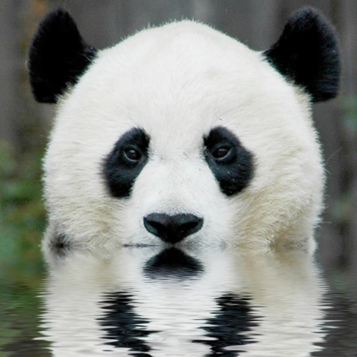 RainPandaさんのプロフィール画像