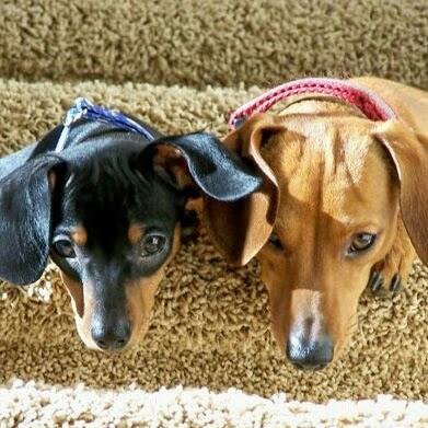 wienerdogranch's profile picture. 