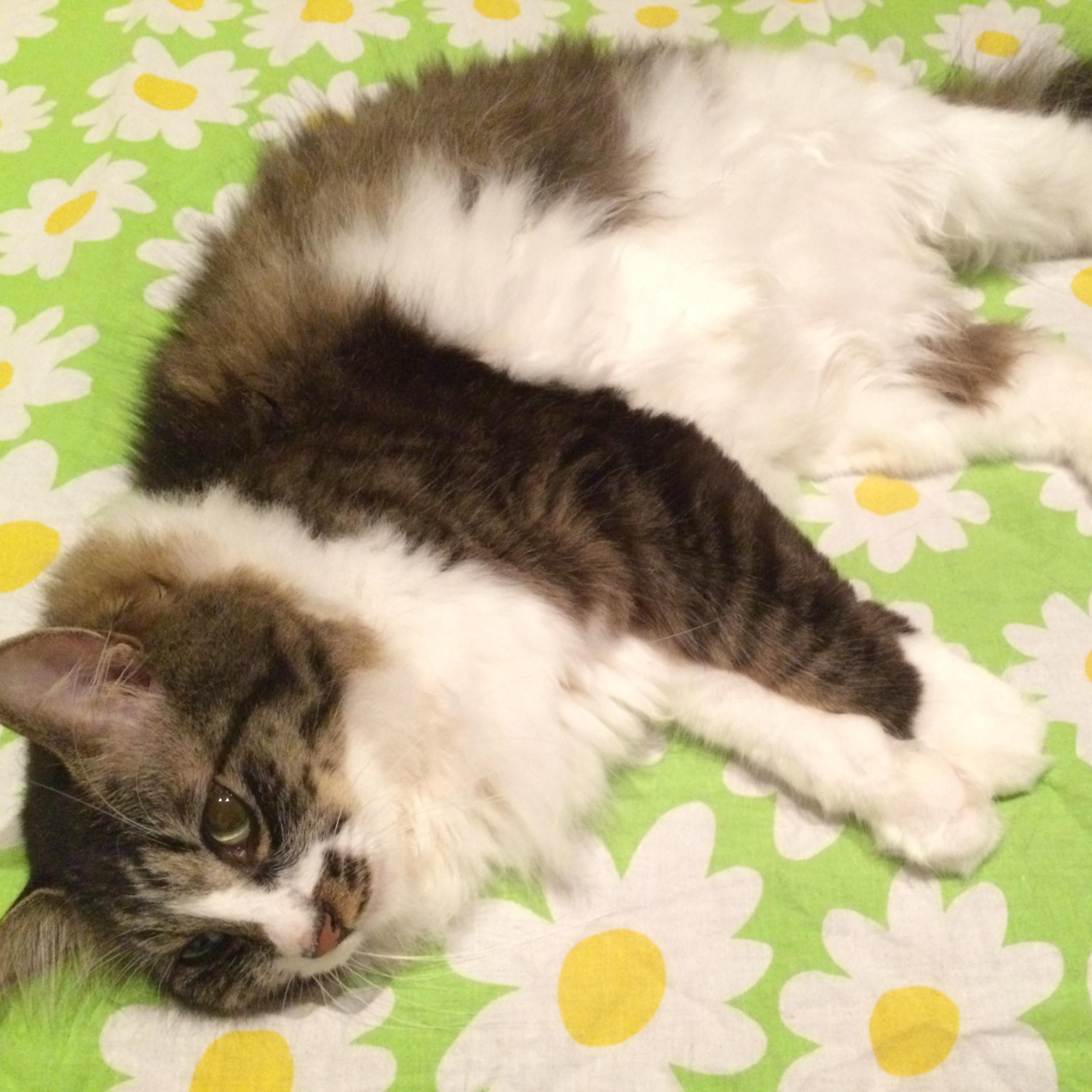 たぬきのような猫 Tanuki Cat Twitter