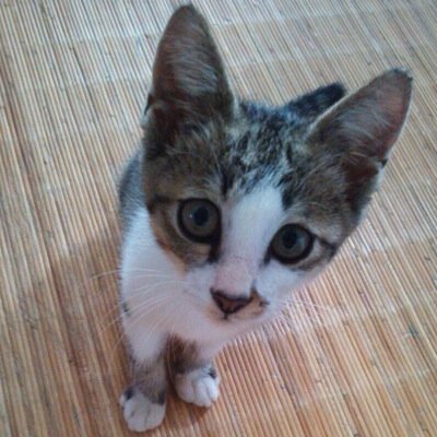 nekogazo09's profile picture. 我が家の猫の画像とペット関連の話題をツィートいます。ＲＴとフォローよろしくお願いします、