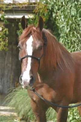 TNhorsefan's profile picture. 