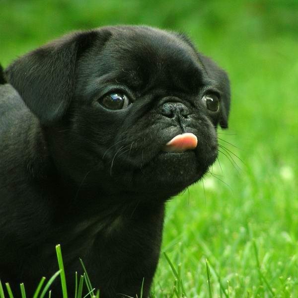 nosehaolvidado's profile picture. Soy una persona que quiere expresar todo lo que siente de manera libre y sin miedo. #PUGLOVER
