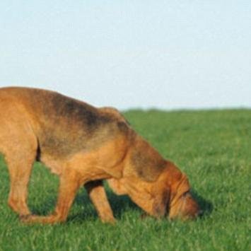 CM_Statshound's profile picture. 