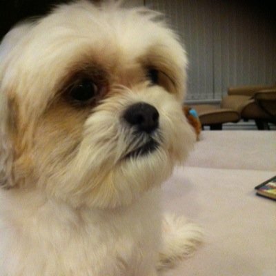 follow @4secondsof1D or @catherineyang_ for me and ask for a follow back!! :))