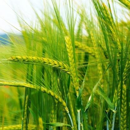 Amante de la agricultura y la comida.